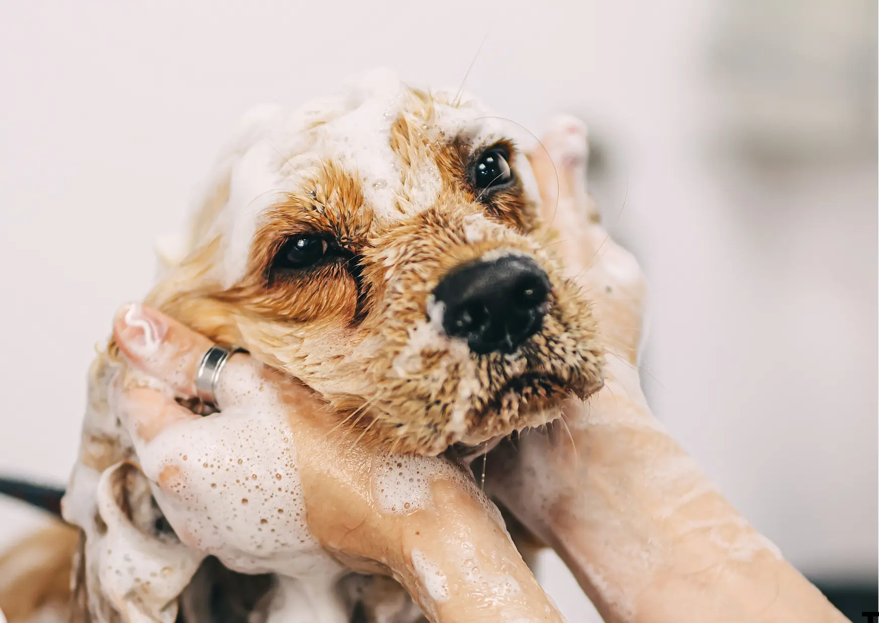 Hond wassen Wuustwezel