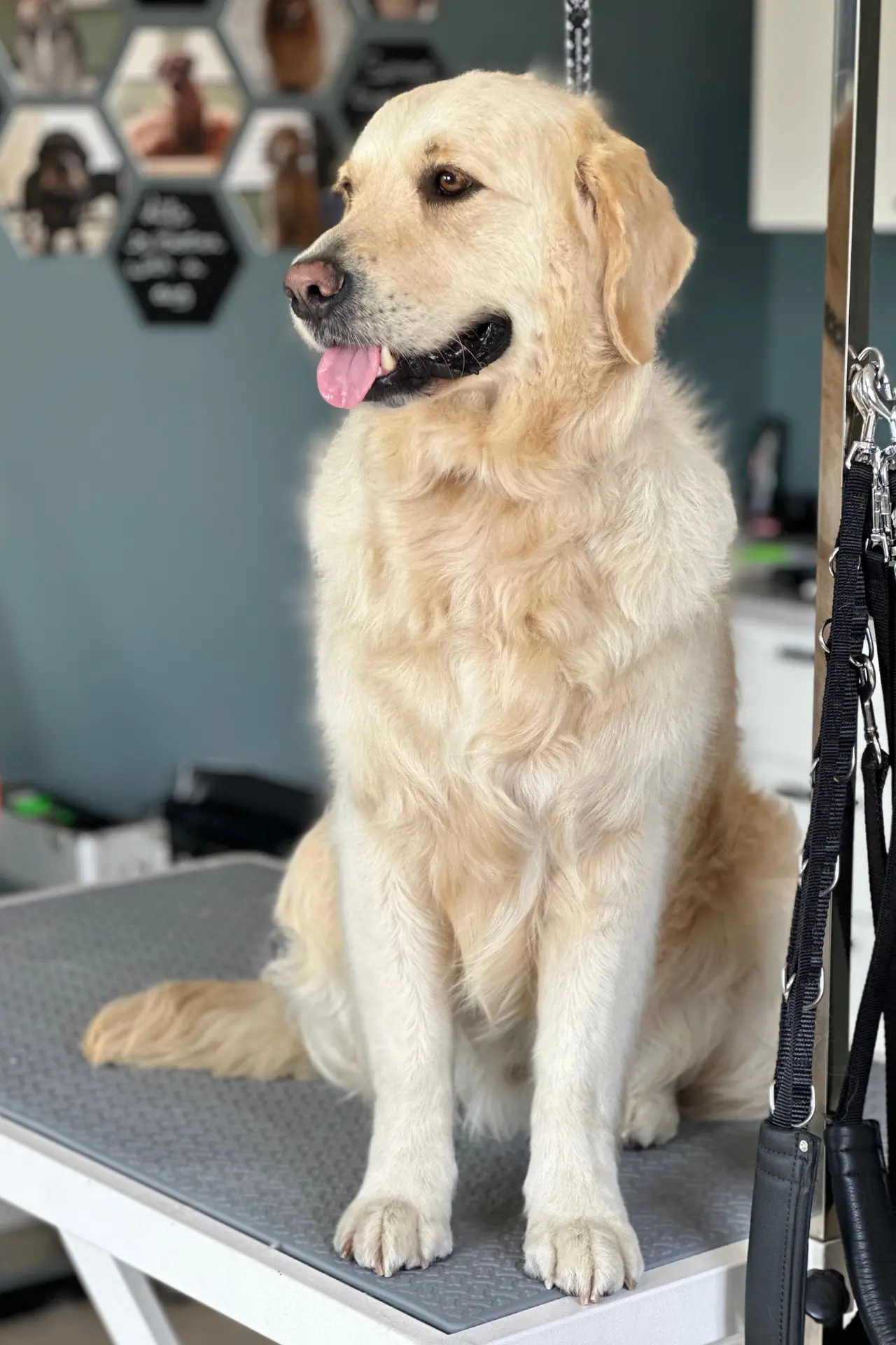 Verzorgde golden retriever na trimbeurt bij Belle Cani in Wuustwezel