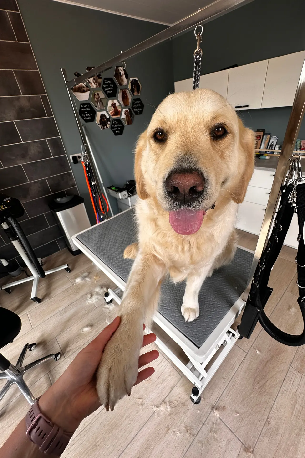 Liefdevolle band tussen hond en trimmer