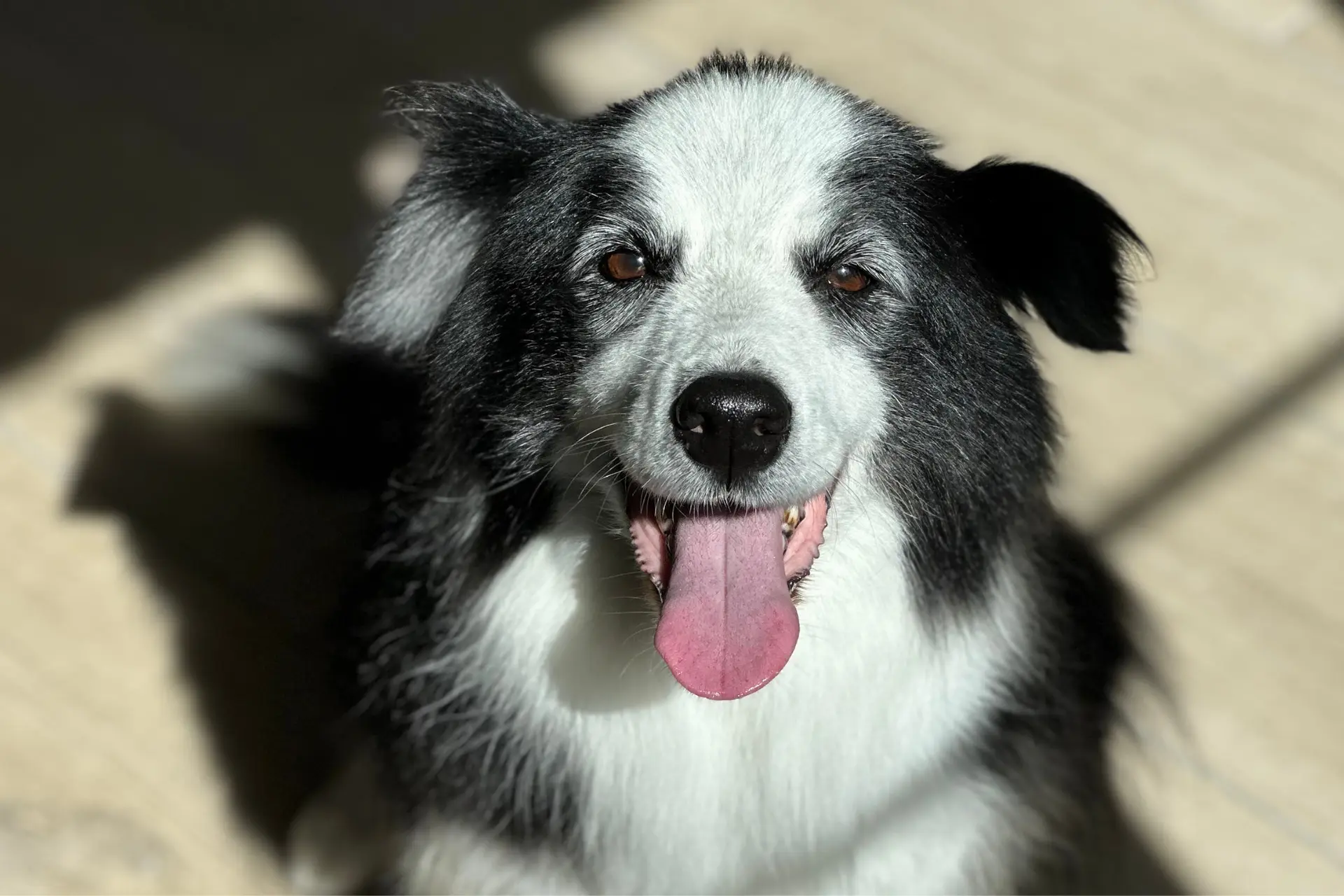 Seniorhond na de trimbeurt bij Belle Cani 