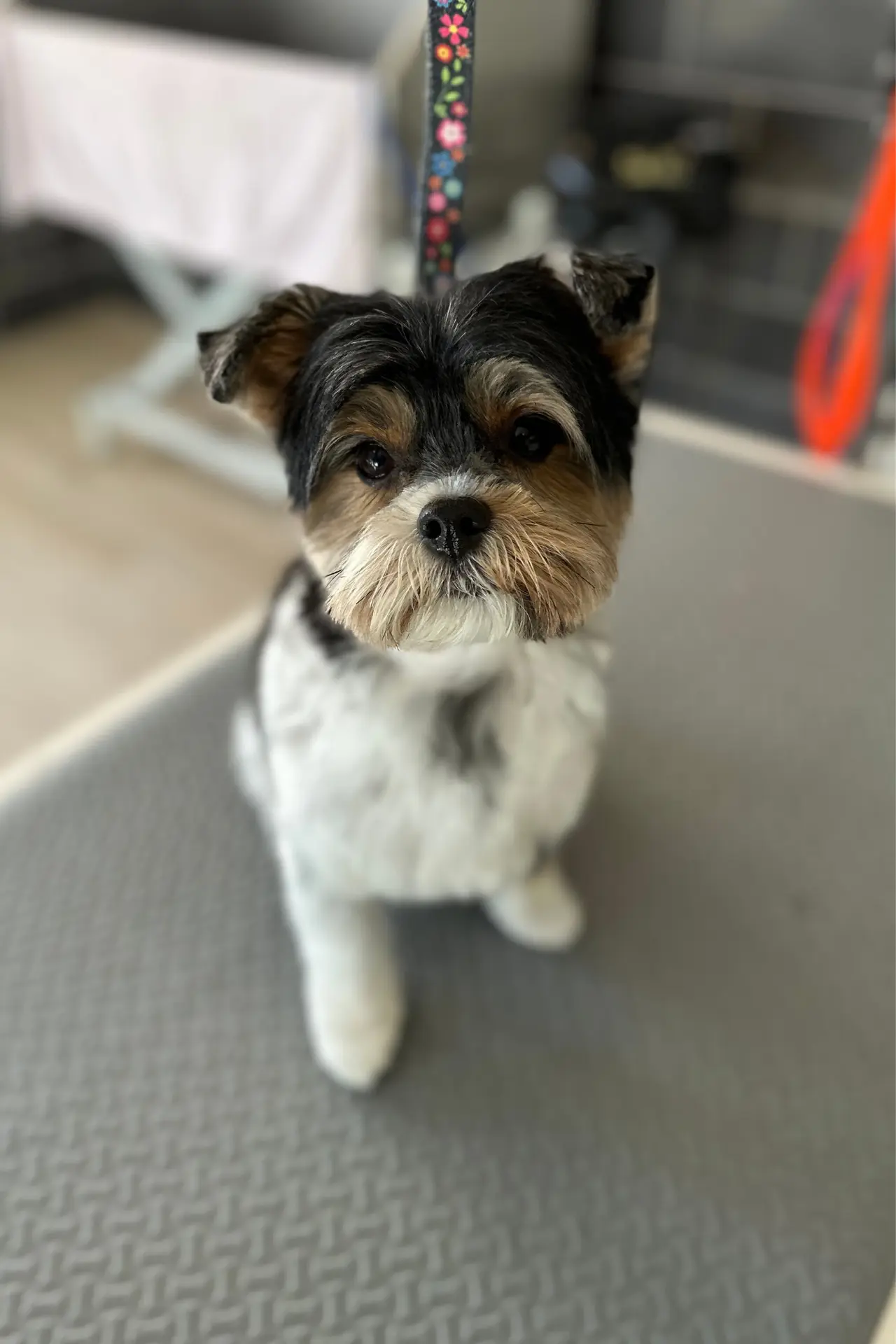 hondenkapper Wuustwezel